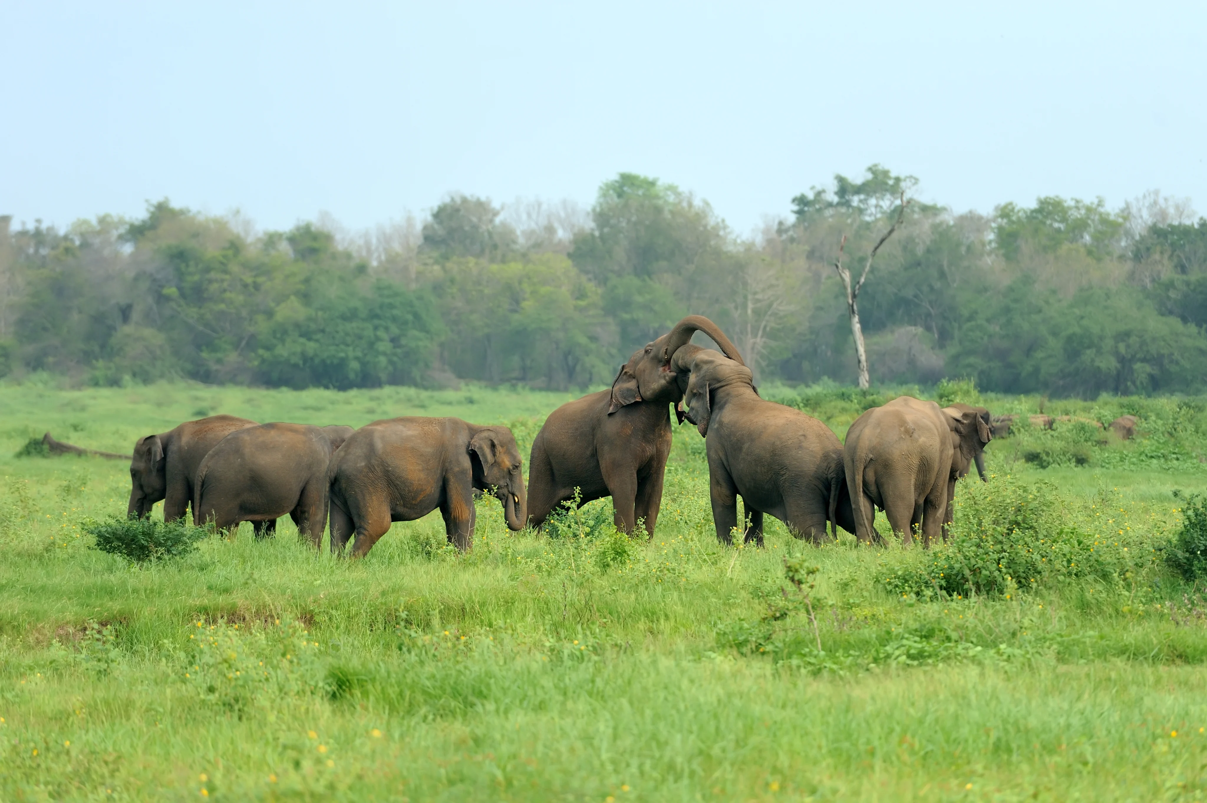 Elephants